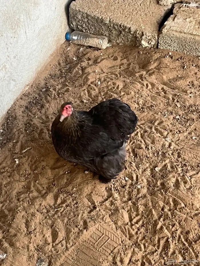 دجاج كوشن البيع 2