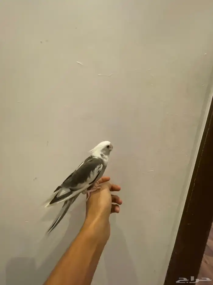 كروان هولندي اليف جدا  وهدد وصحه ونظافه فرخ للبيع 0