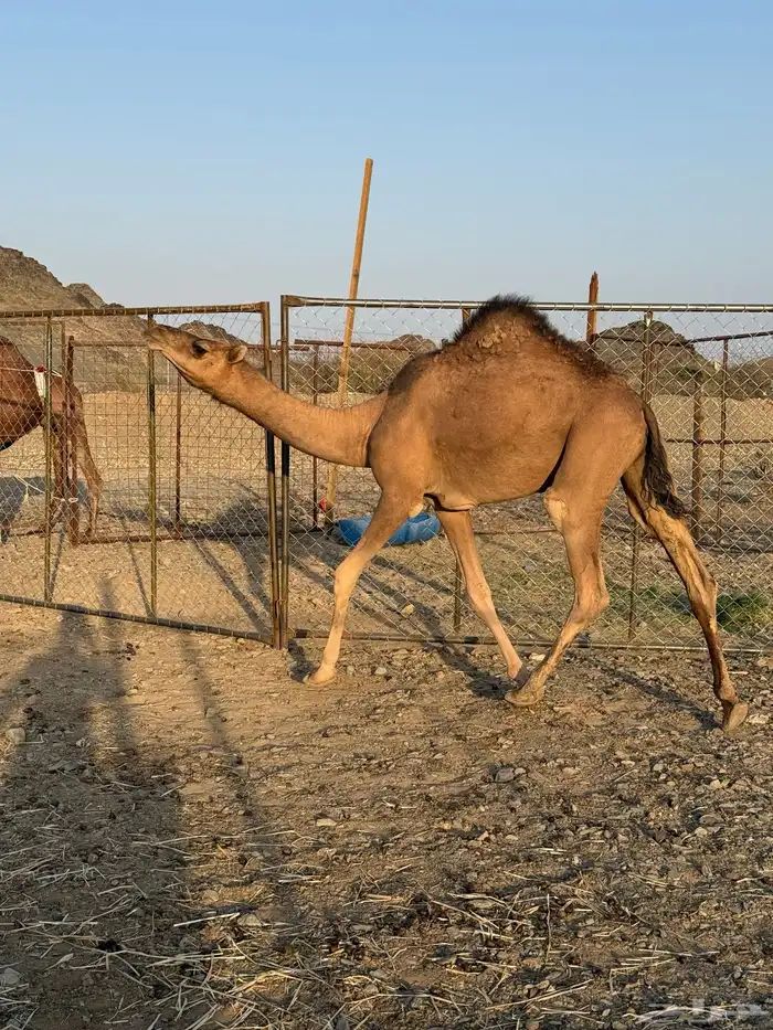 بكرة حمرا لقية 5