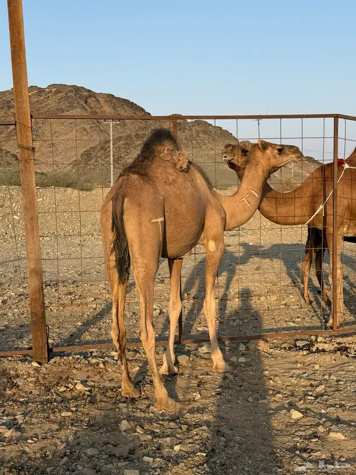 بكرة حمرا لقية 4