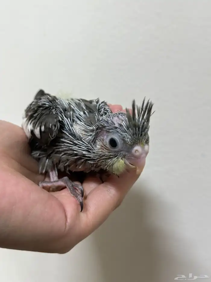 فرخ كروان أليفه 0