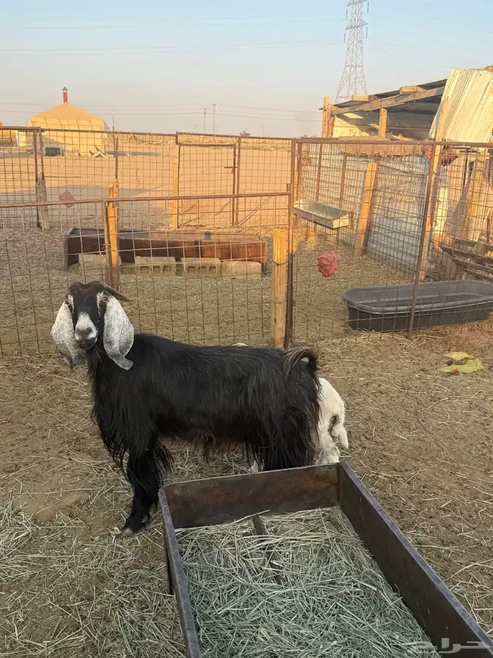 عنز حليب معها داغور 0