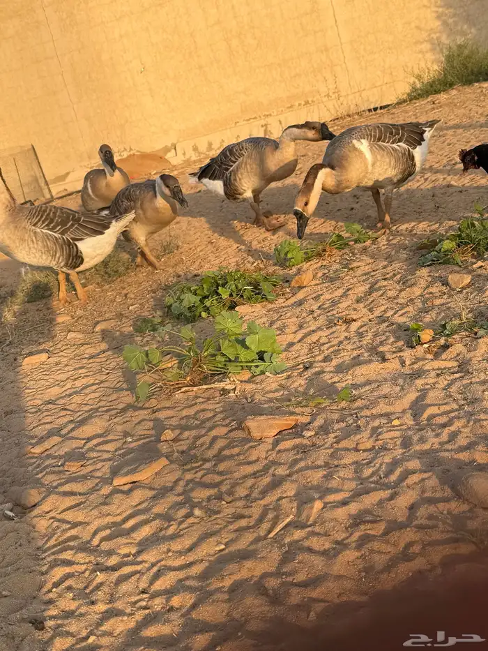 وز عراقي (توصيل مجاني داخل البكيرية ) 3