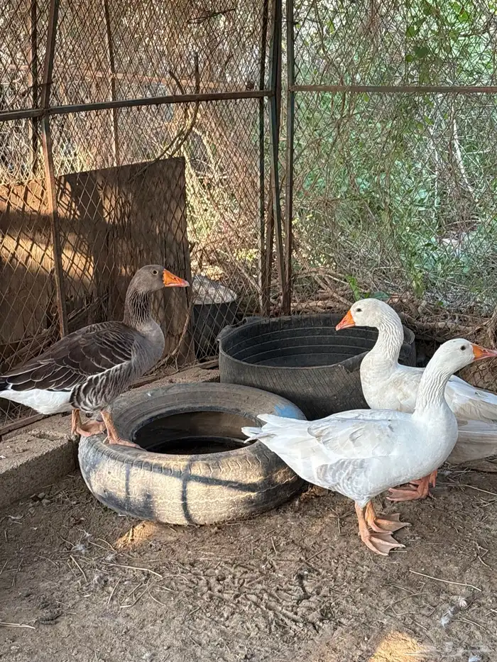 وز ذكر و انثتين 0