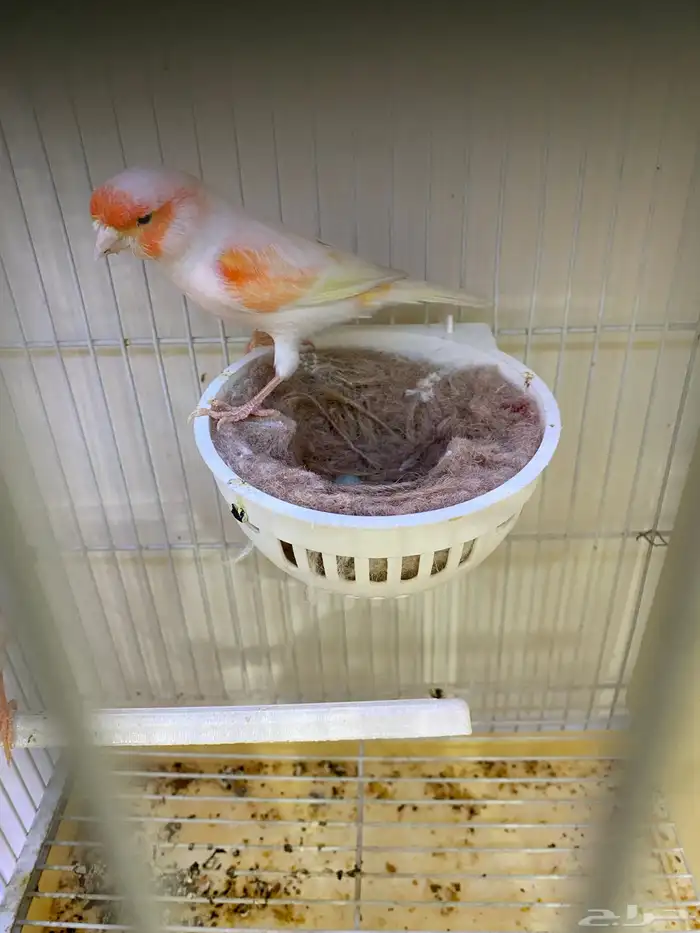 جوز كناري مزاييك منتج 1