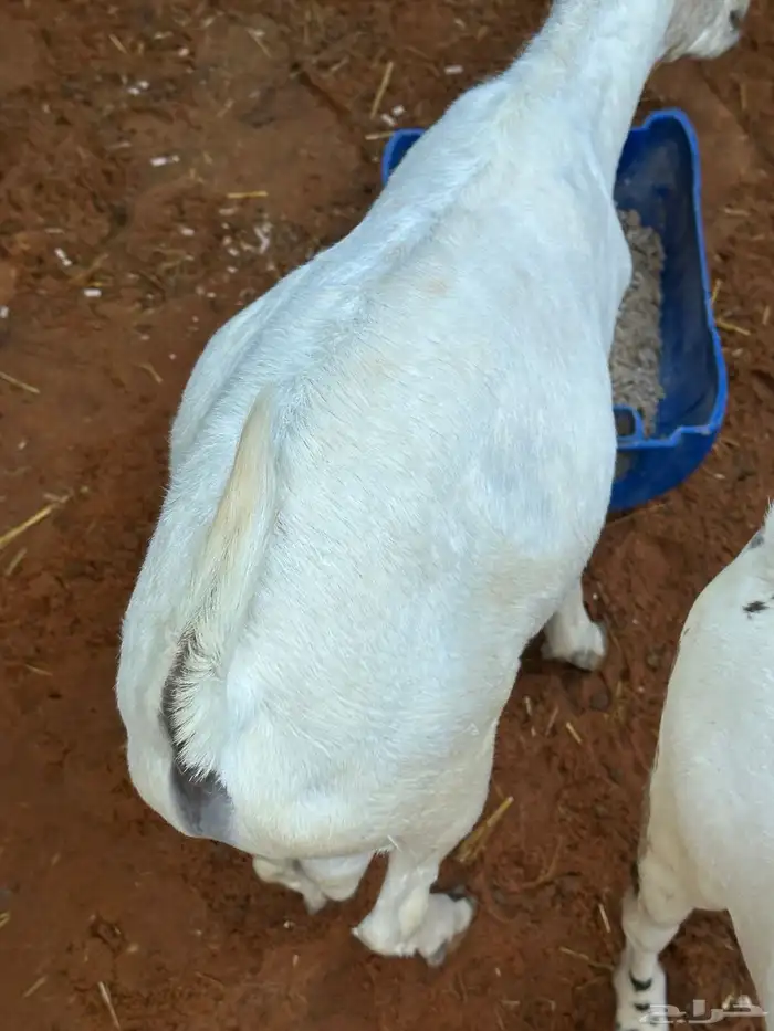 سواكن عدد 17 48