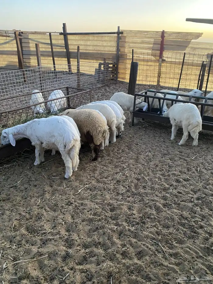 ذبايح بريه هرافي وجذعان 4