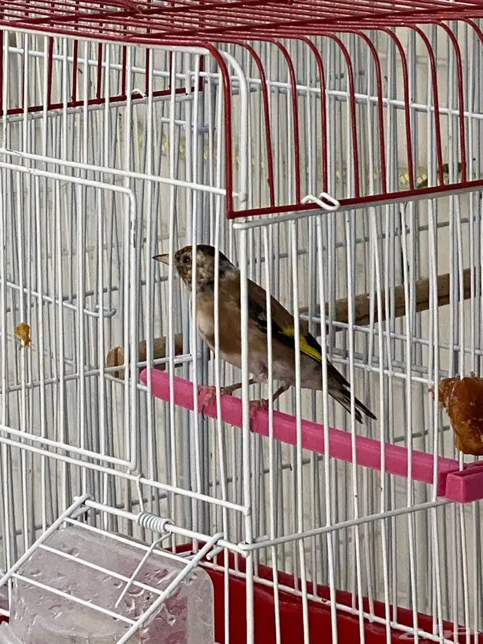 حسون سوري فرخ ذكر تم البيع 7