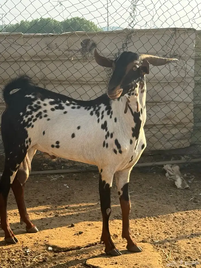 للبيع فحل بيشي 1