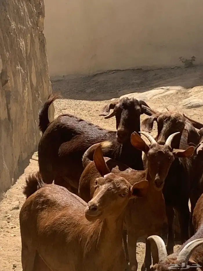 معزا جنوبيه مراح طيبه كلها من الجدعه الى السديدس تحتها تسعه 14