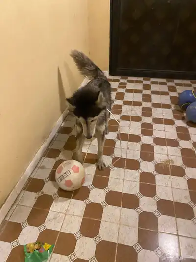 هاكسي مدرب index