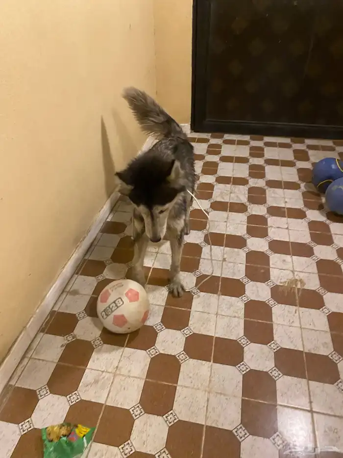 هاكسي مدرب 8