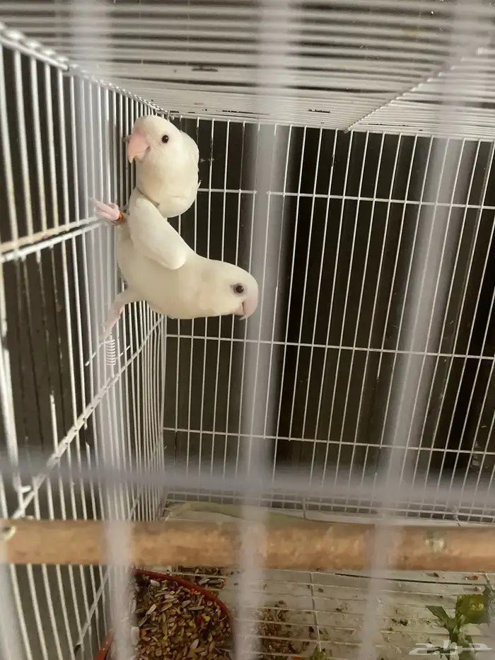 جوز البينو عيون حمر 1