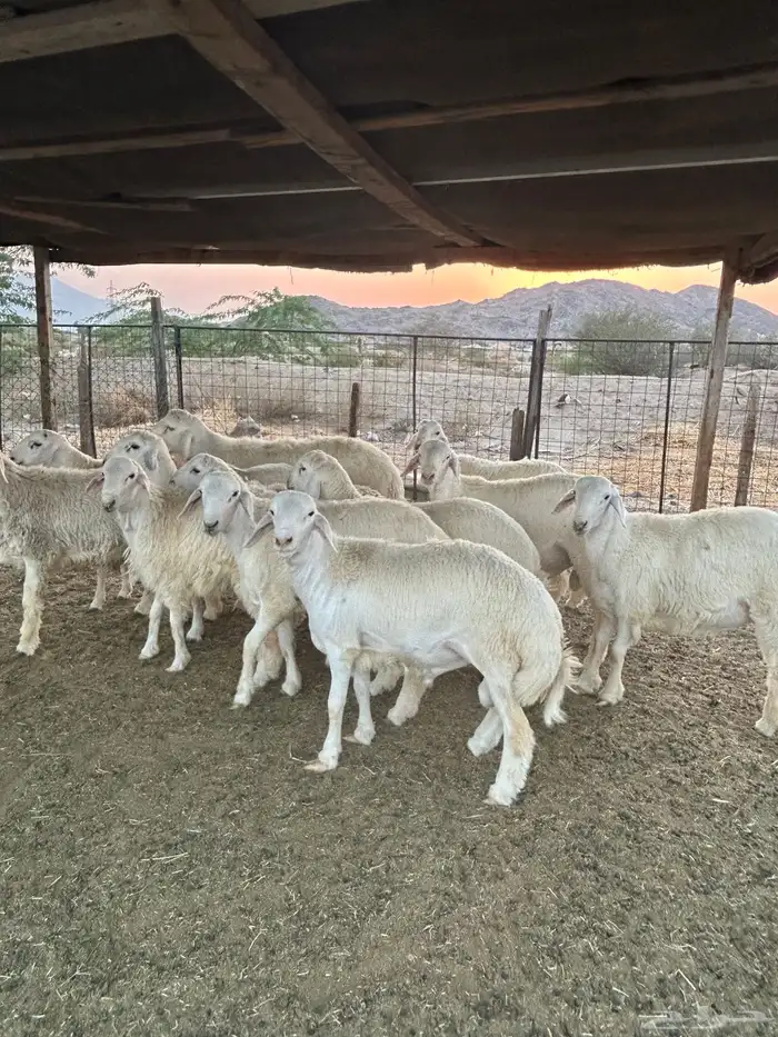 ذبايح حريه طليان و رخال 4