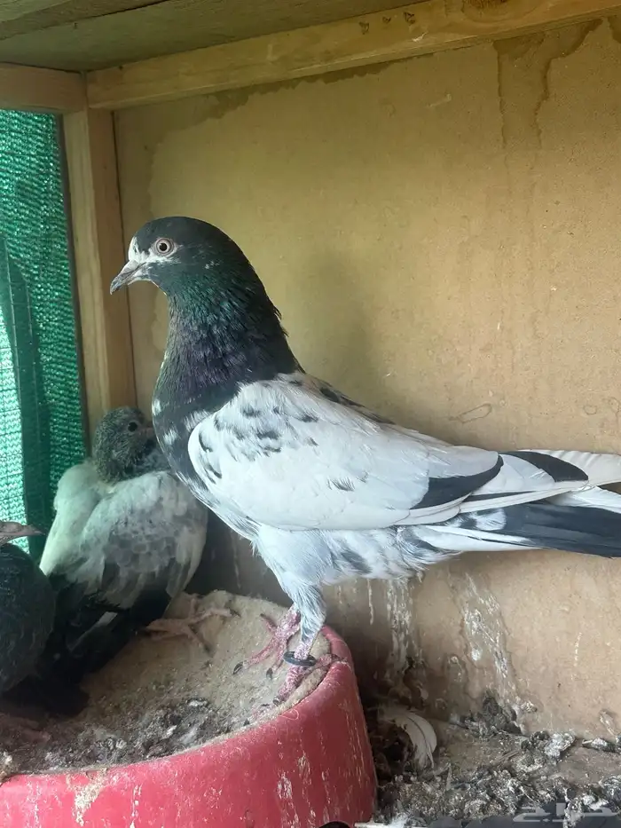 حمام للبيع 14