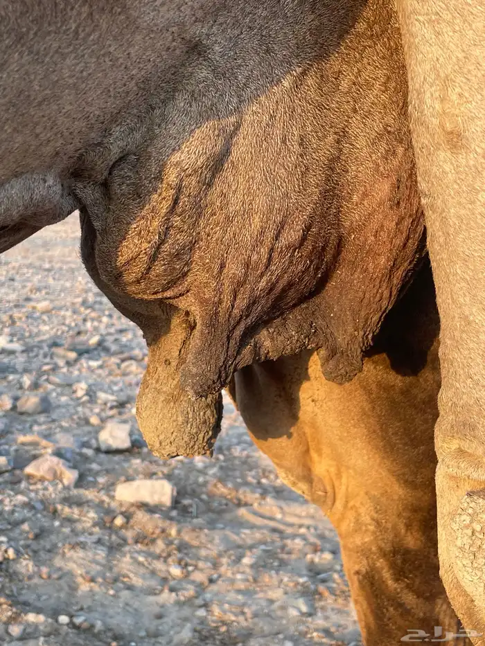 ملاقي للبيع 2