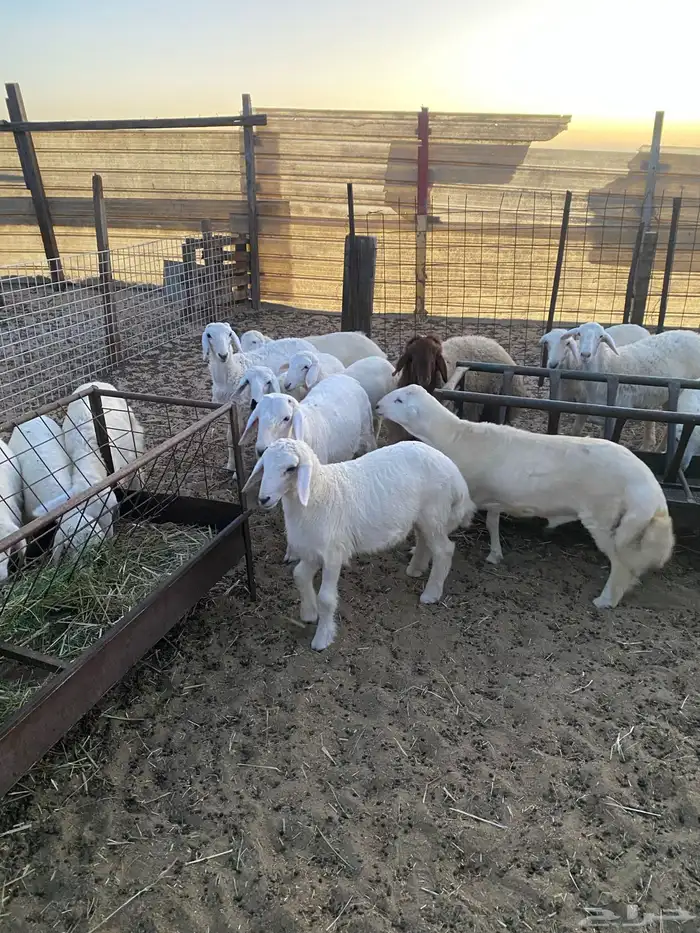 ذبايح بريه هرافي وجذعان 0