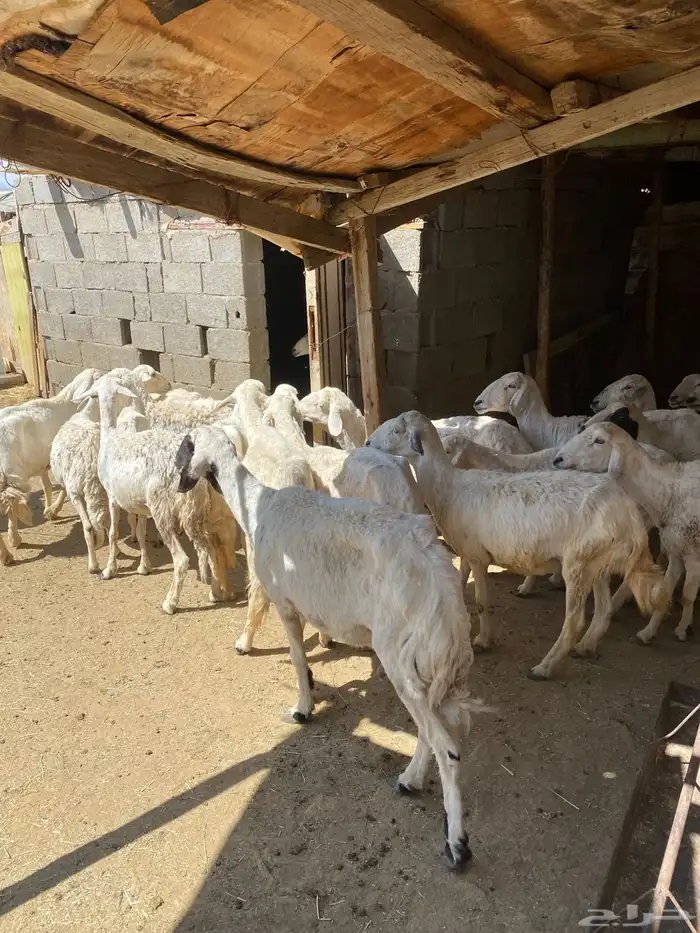 24 شاه غنم مسراح 5