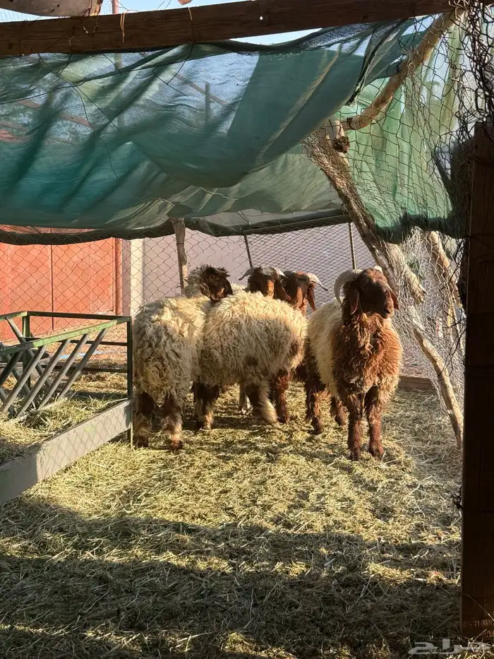 طليان نعيم 0