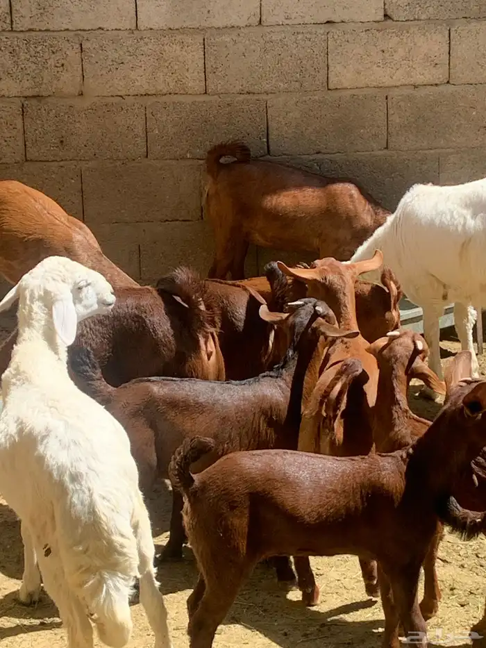 معزا جنوبيه مراح طيبه كلها من الجدعه الى السديدس تحتها تسعه 29