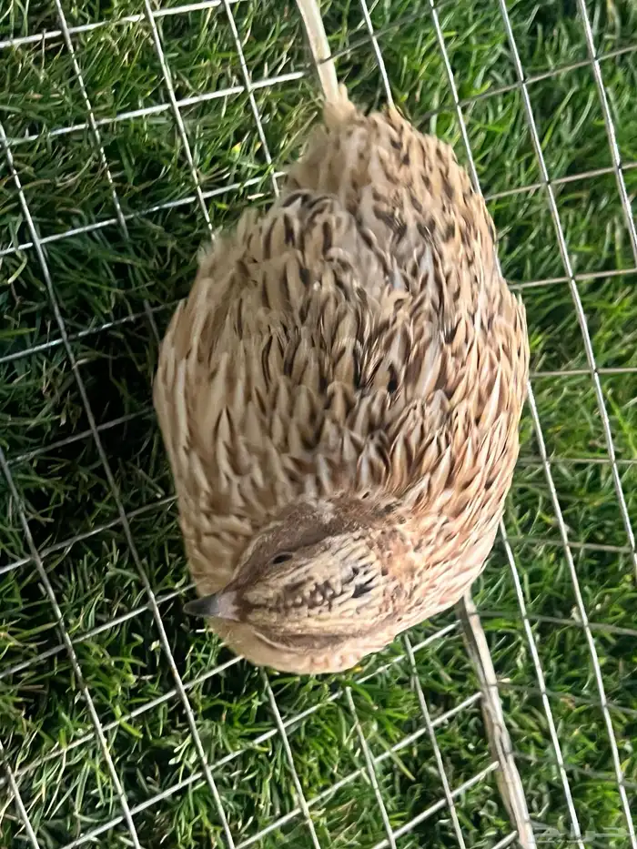 سمن فري بلدي لا البيع كبار وسمان وا الي بيها انتاج ذكر ونثئ 1