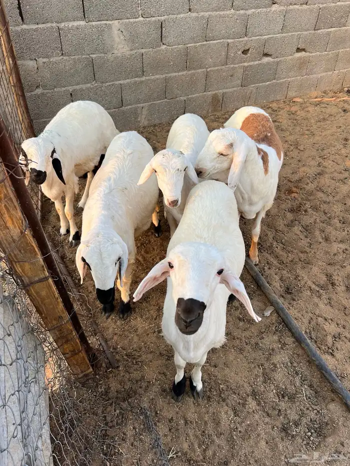 سواكن للبيع مغلقة فل عدد 5 1