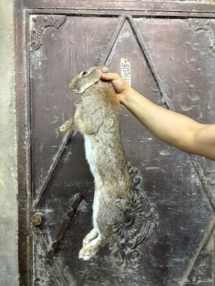 أرنب شنشلا بيور 1