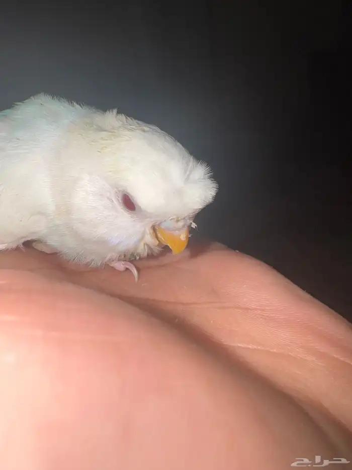 9فروخ بابدجي وهوقو ودرده ووردتين الاحساء المبرز 5