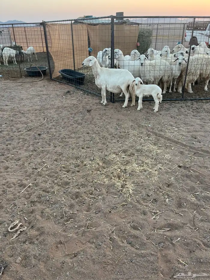 حريه والد روم معها رخل الموقع الحناكيه 2