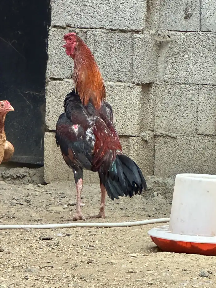 دجاج باكستاني 6