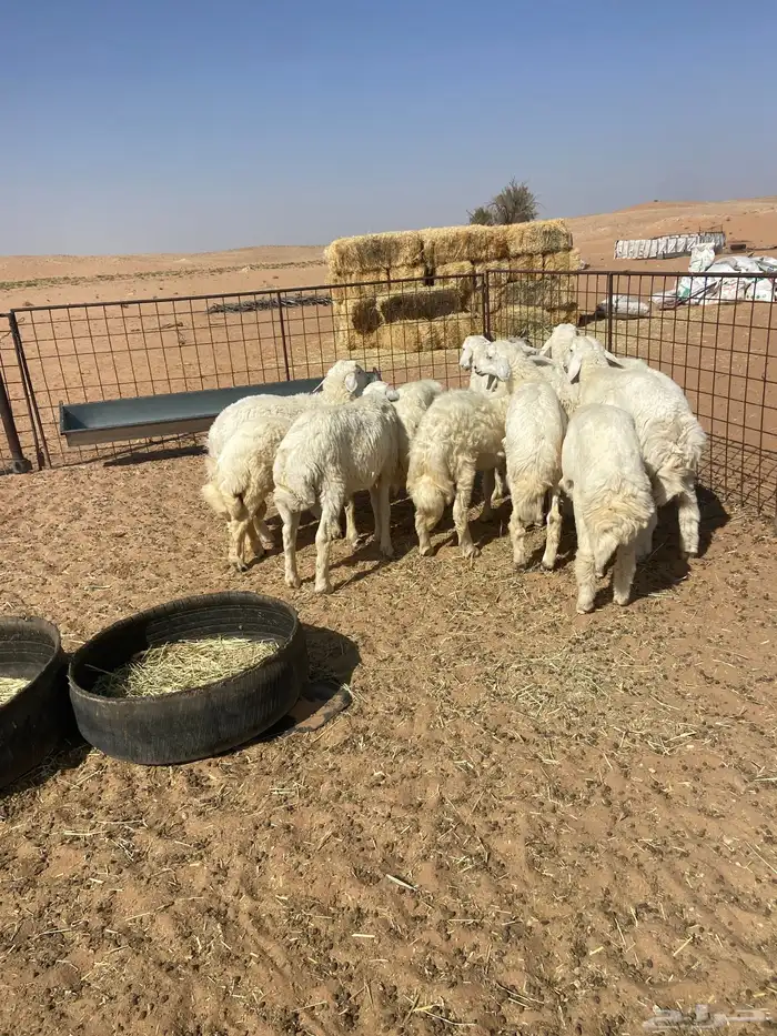 بهم حري خرفان 12