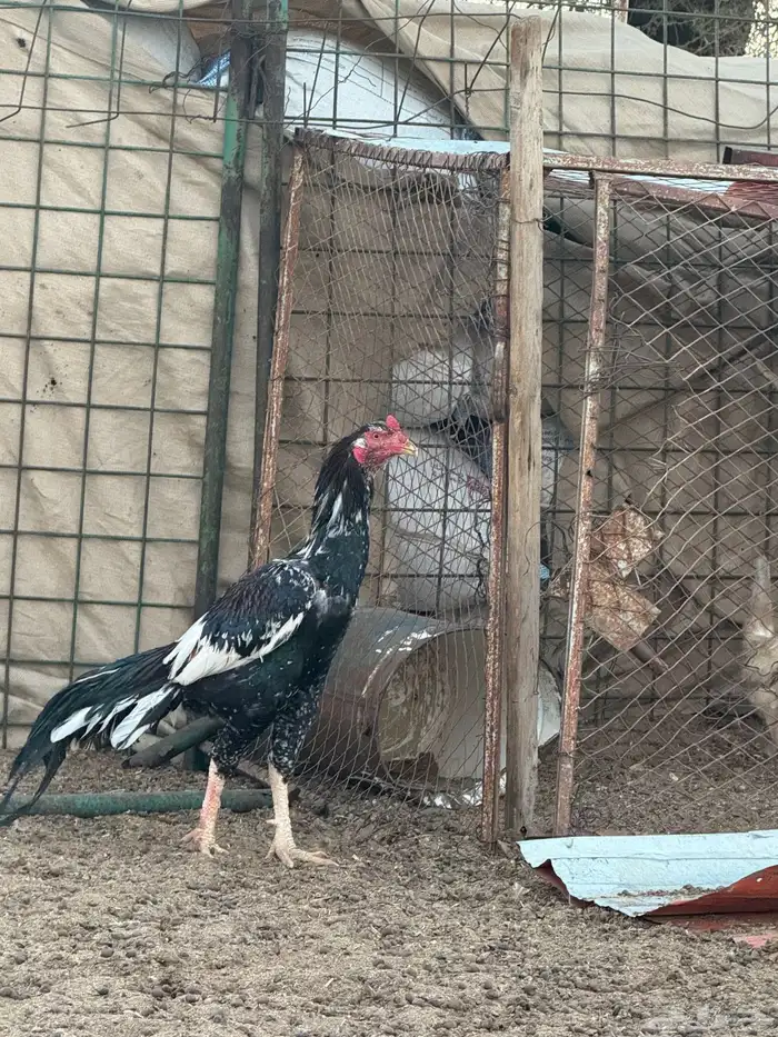 ديك باكستاني سندي 2