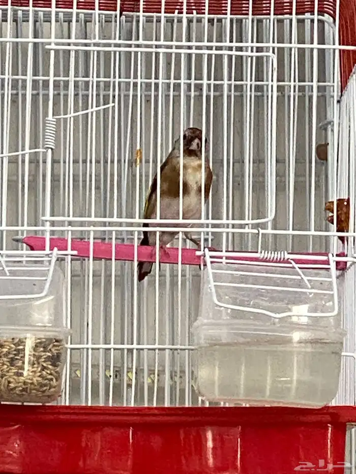 حسون سوري فرخ ذكر تم البيع 6