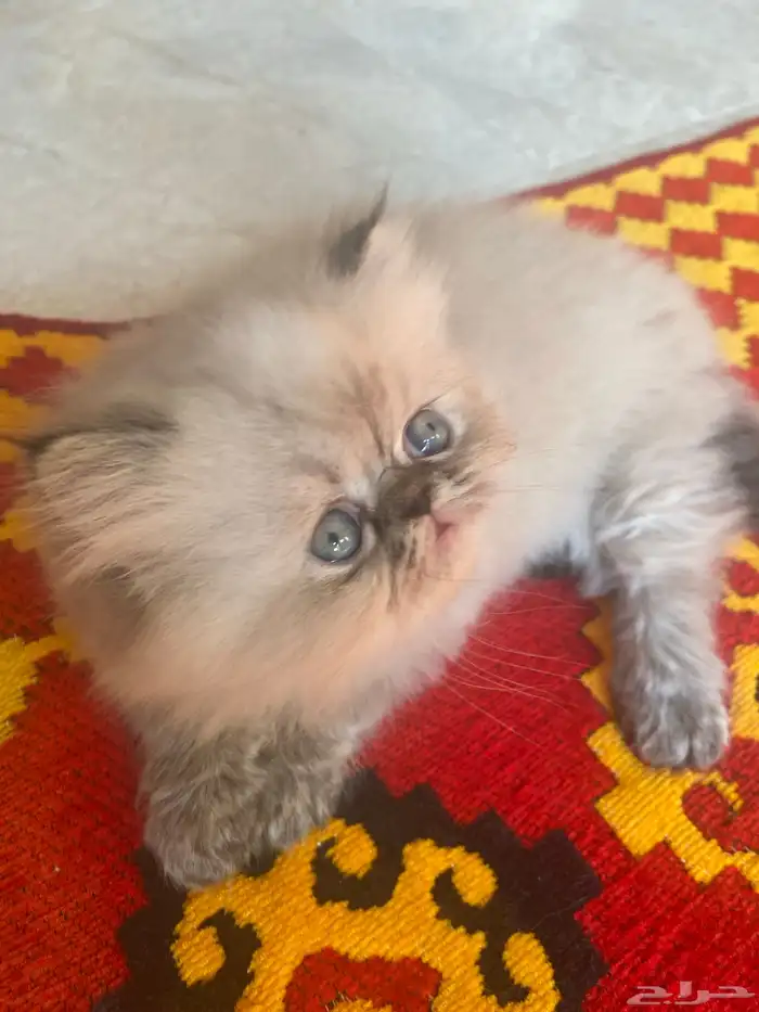 هاف بيكي فيس للبيع 0