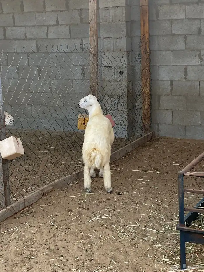 خروف سته اشهور يزيد ينقص فل الفل ظهر وجنب وطرف 1