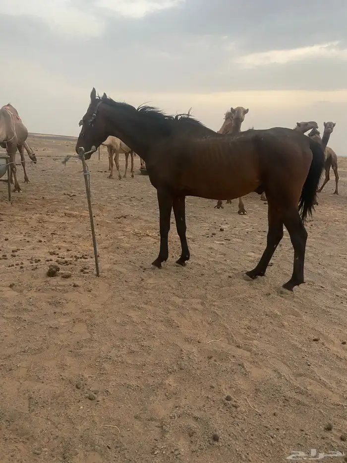 السلام عليكم 0