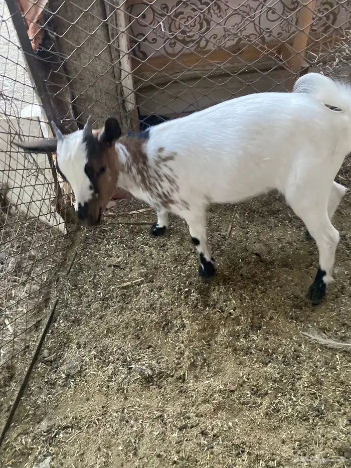 ماعز قزم جفرة قزمية 2