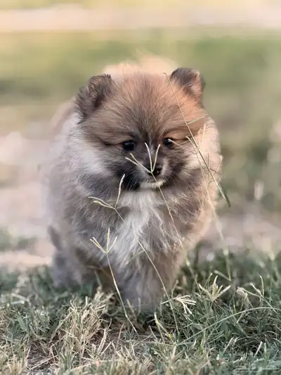 كلاب بومرينيان index