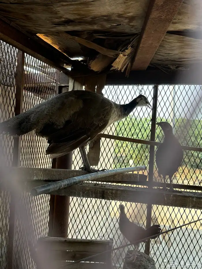 انثى طاووس 2