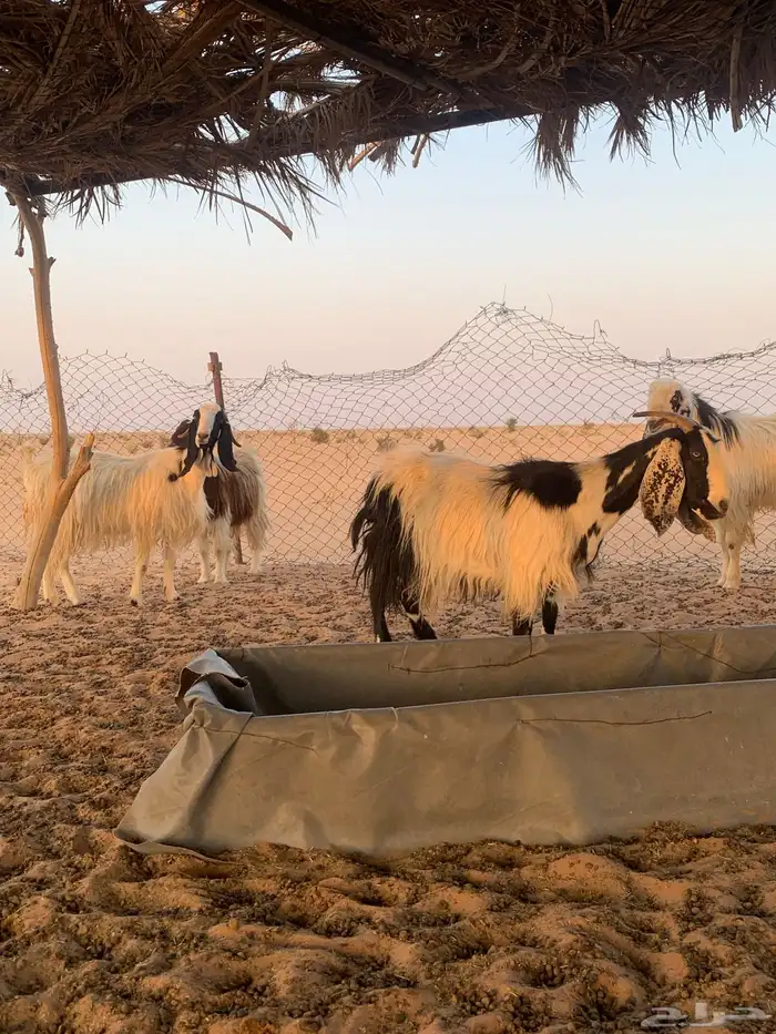 معزاء مصريات دفيع وليد حليب 9