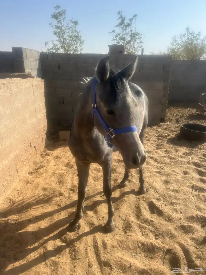 خيول فرس مهر مهره 0