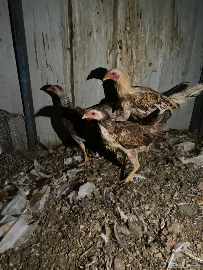 تم البيع الله يبارك 13