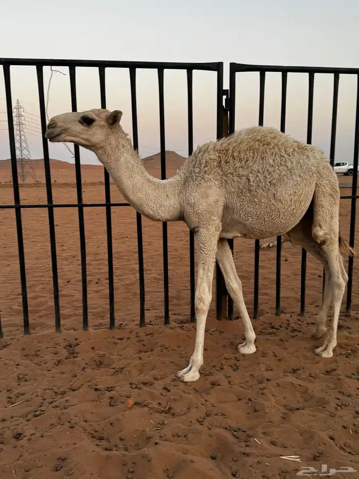 حاشي قصب طيب 1