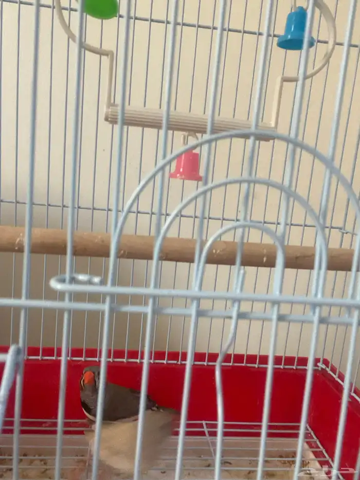 طيور الزيبرا مع العلف وا الشبك جوز 3