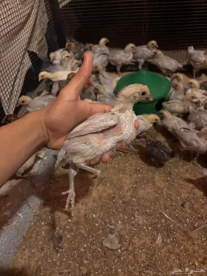 دجاج فيومي 1