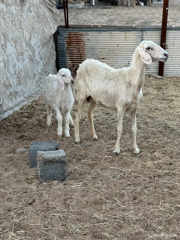 سديس عليها رخل صفراء برصا 1