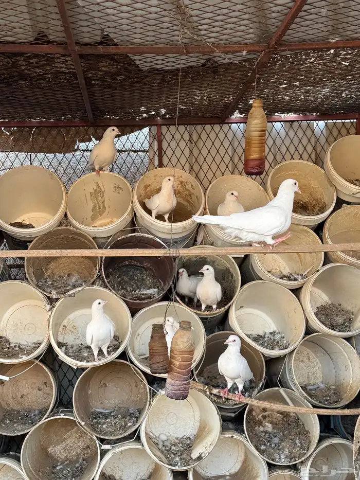 4 أجواز و فرده 0