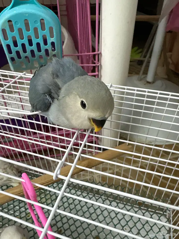 فروخ تحت الغر 3