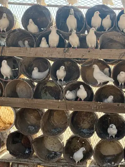 عشه هنديات من نوع الوحشيات حلوات index