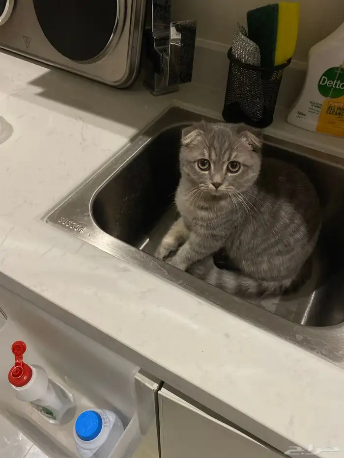 قطه سكوتش فولد للييع 0